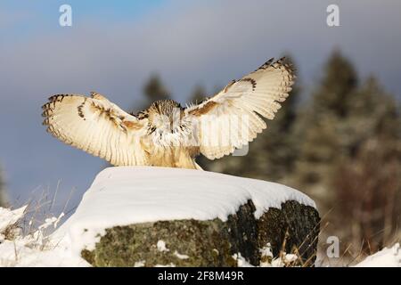 Eastern Siberian Eagle Owl, Bubo bubo sibiricus, atterrando su roccia con neve. Scena selvaggia invernale. Foto Stock