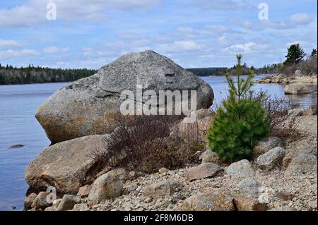 Rocce pini sul litorale di Long Lake. Nova Skotia, Canada Foto Stock