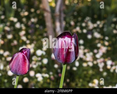 tulipani viola su un campo Foto Stock