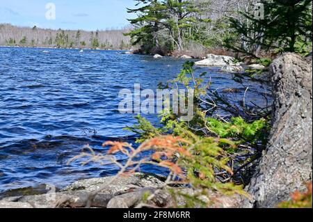 Lago con acqua turchese e alberi verdi. Riflessione in acqua. Bellissimo paesaggio con foresta e lago. Foto Stock