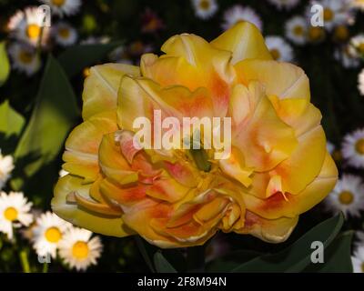 tulipano giallo su una vista dall'alto con sfondo naturale sfocato Foto Stock