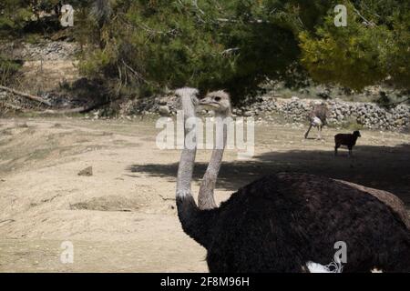 ritratto di due struzzi che camminano nel campo. animali Foto Stock