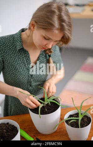 Ragazza trapiantando piante a casa in vasi bianchi Foto Stock