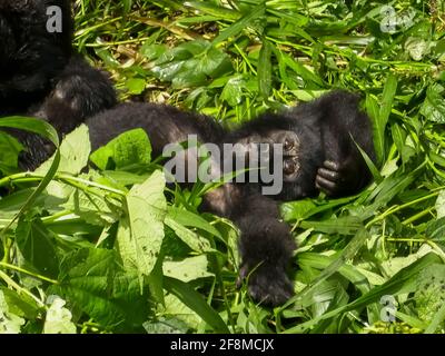 Rilassante gorilla adolescente. Uno dei circa 400 Gorilla della montagna orientale in via di estinzione che vivono nell'impenetrabile Parco Nazionale di Bwindi, Uganda Foto Stock