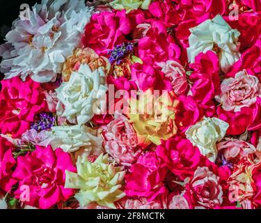 Varie rose colorate raccolte insieme Foto Stock