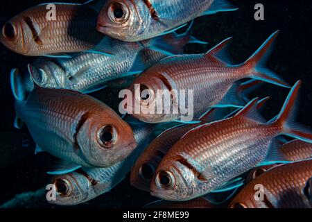 Pesce soldato Blackbar (Myriprimistis jacobus) Sulla barriera corallina al largo dell'isola caraibica di Sint Maarten Foto Stock