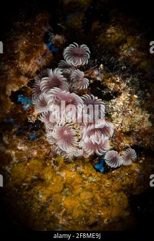 Antipolvere sociale (Bispira brunnea) Verme sulla barriera corallina al largo dell'isola olandese di Caribena Sint Maarten
