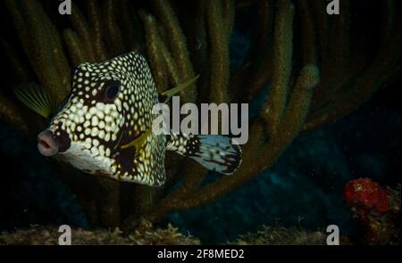 Trunkfish liscio (tricheter lactophrys) Sulla barriera corallina al largo dell'isola caraibica di Sint Maarten Foto Stock