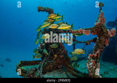 Grunt striato blu (Haemulon sciurus) Sul relitto del Carib Cargo al largo dell'isola Di Sint Maarten Foto Stock