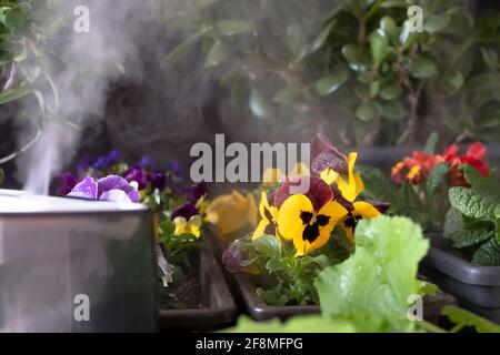 Flusso di nebbia d'acqua da un umidificatore a nebbia ultrasonica su vaso di fiori con vari fiori di primavera in un tasto basso. Annaffiatura impianti Foto Stock