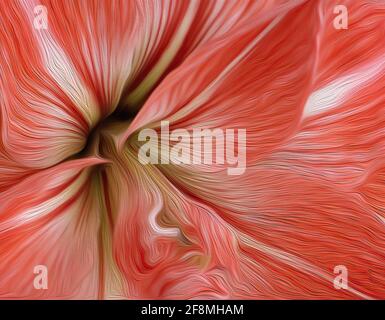 particolare della fioritura di amaryllis Foto Stock