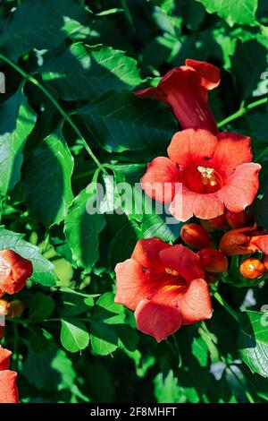 Vite di honeysuckle che fiorisce in estate Foto Stock