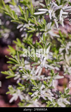 Pianta di lavanda che inizia a crescere in primavera Foto Stock