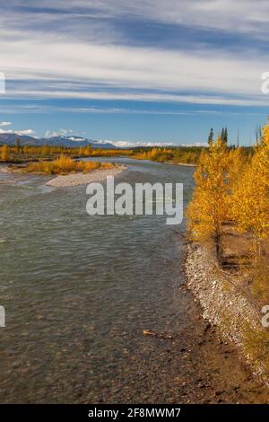 Aspen albero lungo il fiume North Fork Flathead, Flathead National Forest, Montana Foto Stock