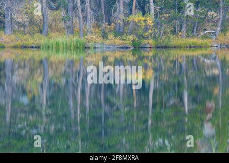 Riflessione lungo la riva di un piccolo stagno in autunno a Tioga Pass nella Foresta Nazionale Inyo vicino Yosemite National Park, California Foto Stock