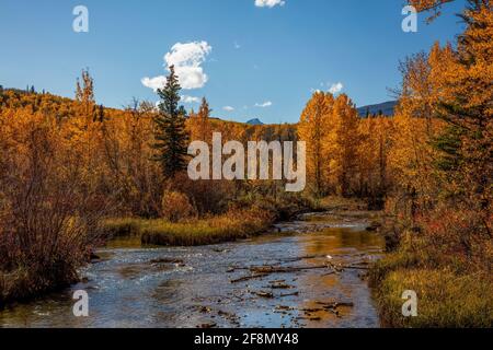 Golden aspen in caduta lungo la forcella del Sud Cut Bank Creek, Montana Foto Stock