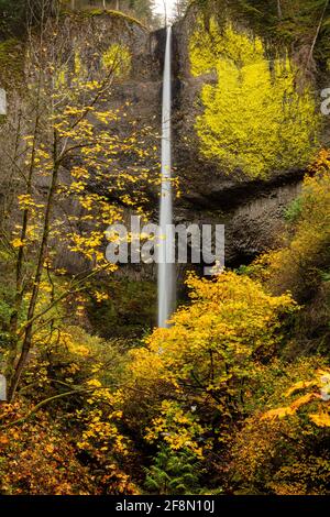 Colori Autunnali, Cascate Laturell, Columbia River Gorge, Oregon Foto Stock