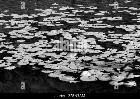 Colpo in scala di grigi di acqua calma coperta con foglie di loto Foto Stock