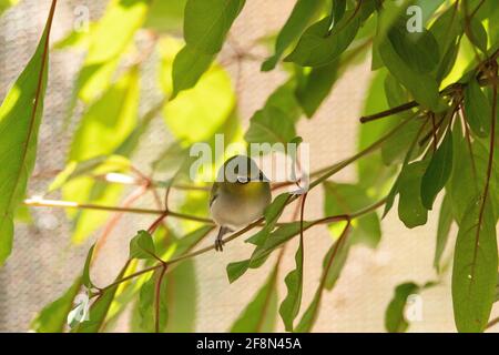 Uccello giallo conosciuto come giapponese occhi bianchi Zosterops japonicus ha occhi bianchi rimmed ed è trovato in Giappone. Foto Stock