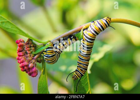 Due caterpillars di farfalla di Monarch, mangiando una pianta di latticini, che è veleno ad altri insetti, piccoli animali ed uccelli. Foto Stock