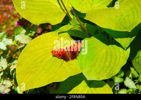 Un punto interrogativo farfalla si appoggia su una linea verde Hosta in un giorno estivo, nel mio giardino. Foto Stock