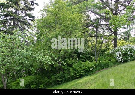 Alberi misti, cespugli e felci, crescono giù una collina accanto a scale di cemento al bordo di un prato cortile anteriore. Foto Stock