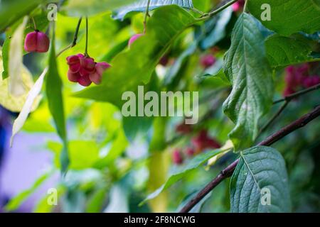 fiori di euonimo su un ramo contro il fogliame Foto Stock