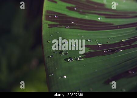 Foglia verde con gocce d'acqua alla luce del sole. Natura texture di sfondo. Messa a fuoco selettiva Foto Stock