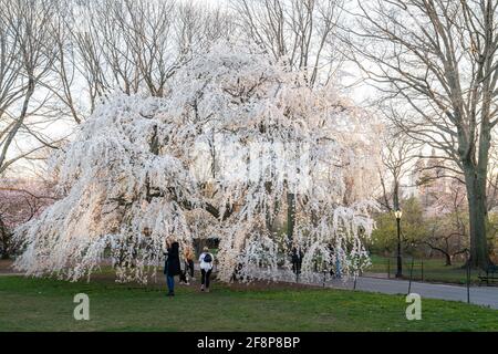 Persone in Central Park ammirando un albero in fiore durante la primavera a New York City. Foto Stock