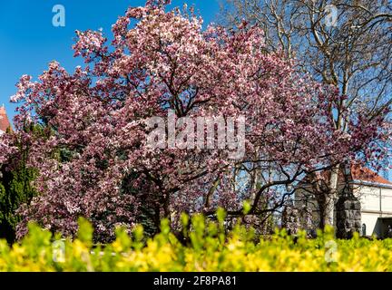 Splendido albero di giglio fiorito in Pecs Ungheria questo incredibile albero gigante fiorente nelle prime primaverili. Pecs è una bellissima città in Ungheria Foto Stock