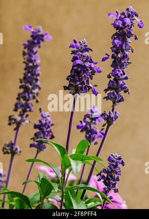 Viola Lavanda fiorire in giardino Foto Stock