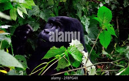 Volto di un Gorilla. Uno dei circa 400 Gorilla della montagna orientale in via di estinzione che vivono nell'impenetrabile Parco Nazionale di Bwindi, Uganda. Foto Stock