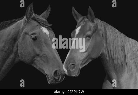 Due romantici Horse Love in Black background Foto Stock