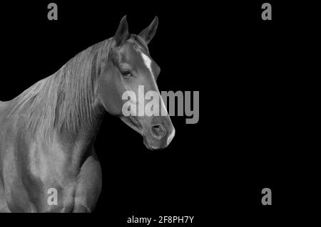 Bel cavallo in piedi in nero sfondo Foto Stock