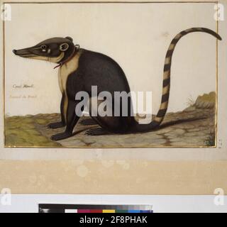 COD. Min. 52, vol. 5, vol. 274R: Collezione di uccelli del Parco reale di Versailles: Coati pagina intera: Studio degli animali (Coati, 'Coati Mondia. Animale del Brasile»). Tempera su pergamena, Parigi, 3 ° quartiere del 17 ° secolo Foto Stock