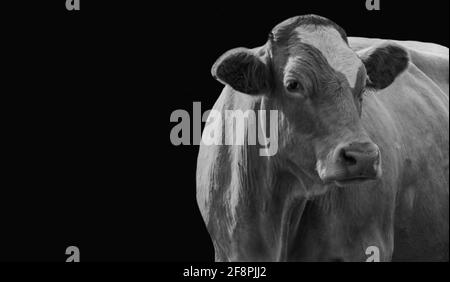 Big Cow Closeup faccia in nero sfondo Foto Stock