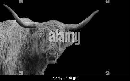 Highland Cattle Closeup faccia con Big Horn Foto Stock