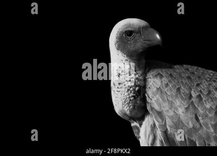 Arrabbiato pericoloso uccello avvoltoio guardando indietro nello sfondo nero Foto Stock