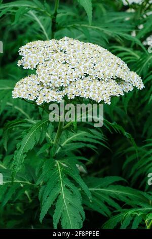 Yarrow bianco, Achillea bianco. Achillea millefolium. Grappoli piatti di fiori bianchi-cremosi. Gordaldo, pianta di novebleed, pepe dell'anziano, ortica del diavolo Foto Stock