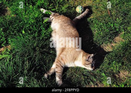 Un gattino dorme al sole Foto Stock