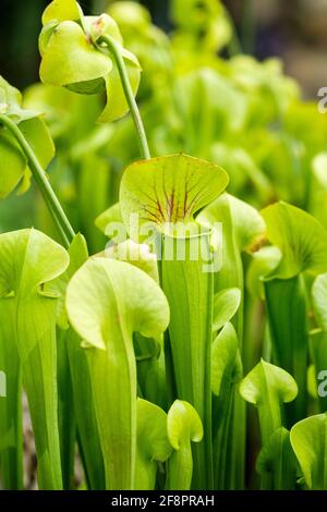 Sarracenia fava, caraffa gialla, biscotti, corno di cacciatore, trombe, coppa dell'acqua, fiore a bisaccia giallo, trombe gialle. carnivoro Foto Stock