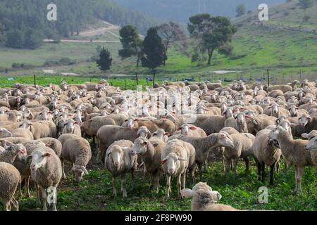 Mandria di pecore bianche che pascolano in un paesaggio verde. Foto Stock