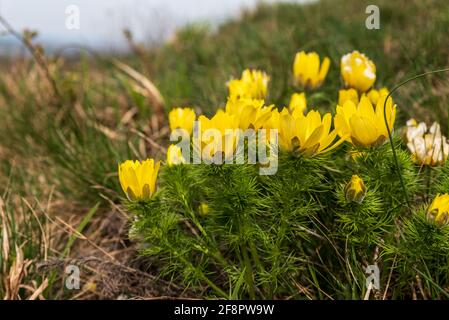 Fioritura stabilimento Adonis Vernalis a Kocici skala in Palava protetta Area della repubblica Ceca Foto Stock