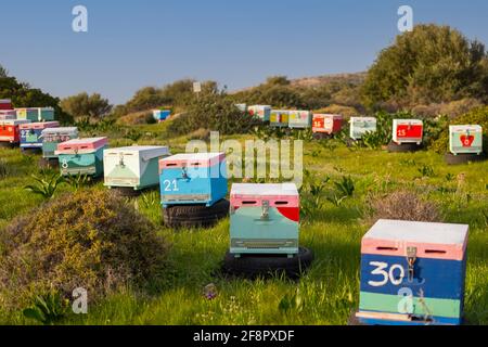 File di alveari tradizionali dipinte in modo luminoso, seduti al sole del mediterraneo. Foto Stock