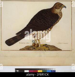 COD. Min. 52, vol. 1, vol. 18: Collezione di uccelli del Parco reale di Versailles Menagery: Falcon pagina intera: Studio degli animali (Falcon, 'Alter Lanarius. Altri Laneret'). Tempera su pergamena, Parigi, 3 ° quartiere del 17 ° secolo Foto Stock