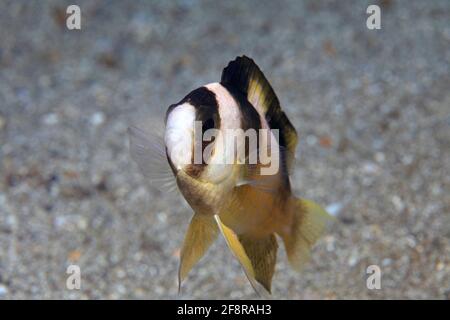 Schwarzstreifen-Demosielle, Demoiselle a banda nera, Amblypomacentrus breviceps, Lembeh, Sulawesi, Indonesia Foto Stock