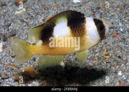 Schwarzstreifen-Demosielle, Demoiselle a banda nera, Amblypomacentrus breviceps, Lembeh, Sulawesi, Indonesia Foto Stock