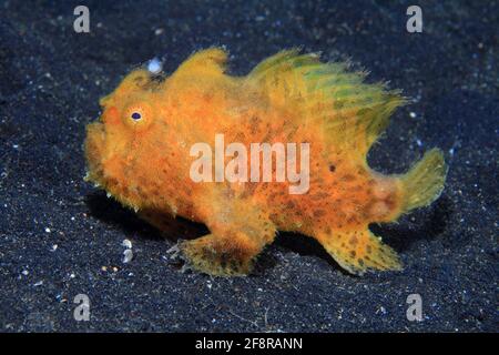 Gestreifter Anglerfisch, frana pescatrice, Antennarius striatus, Lembeh, Sulawesi, Indonesia Foto Stock