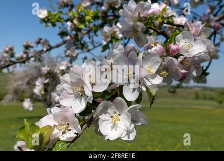 Bella fiore di mele in primavera in primo piano Foto Stock