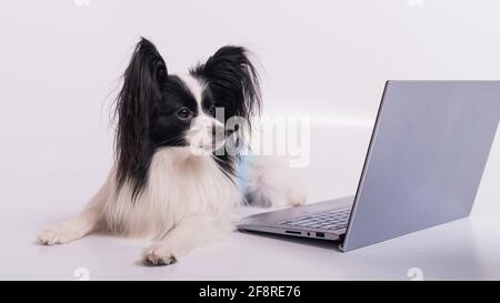 La razza Smart Dog papillon lavora su un computer portatile su sfondo bianco. Continental Spaniel utilizza un computer wireless. Foto Stock